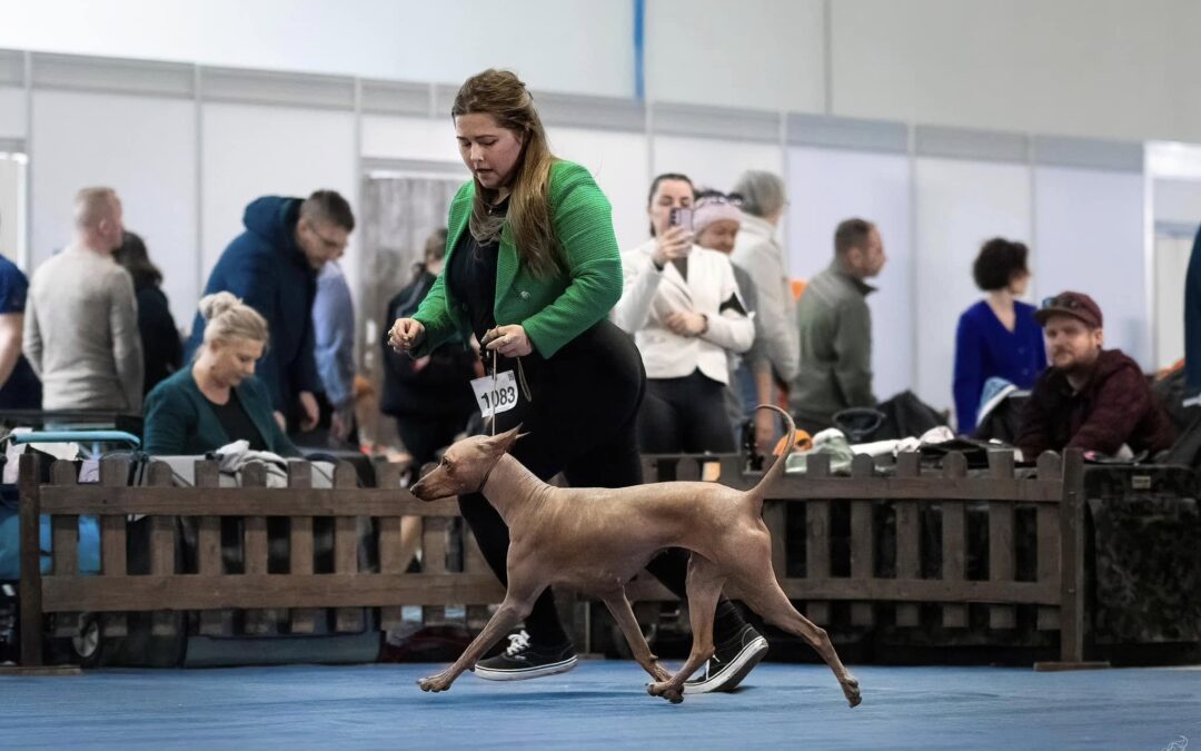Marmarella Afina on the dog show