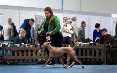 Marmarella Afina na výstave psov