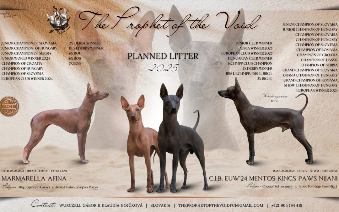 Exciting Planned Litter of Large Peruvian Hairless Dogs in 2025