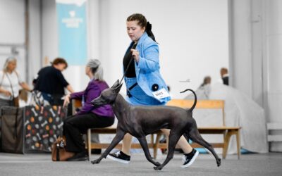 SVETOVÁ VÝSTAVA PSOV 2025 HELSINKI