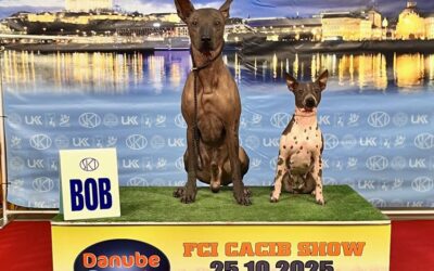 DUO CACIB BRATISLAVA 2025 OKT.