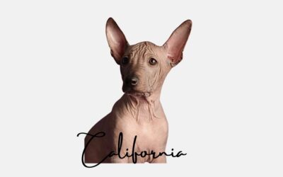 California the Prophet of the Void