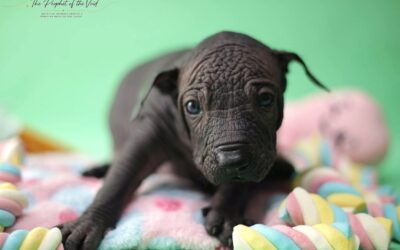 Our D litter is 3 weeks old today!