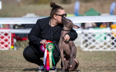 Successful Show Weekend in Komárom