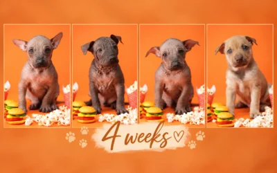 Our litter D is 4 weeks old!